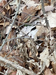 Disholcaspis quercusglobulus