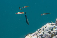 Anampses caeruleopunctatus