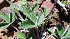 Potentilla nivea