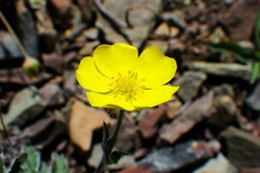 Potentilla nivea