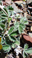 Potentilla nivea