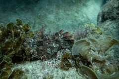 Scorpaena jacksoniensis
