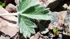 Potentilla nivea