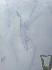Megalops atlanticus