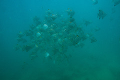 Monodactylus argenteus