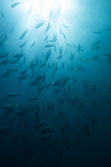 Monodactylus argenteus