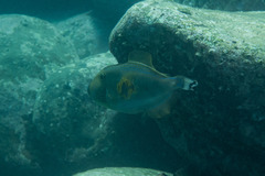 Meuschenia freycineti