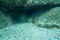 Orectolobus maculatus