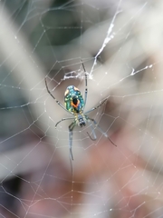 Leucauge argyrobapta