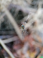 Leucauge argyrobapta