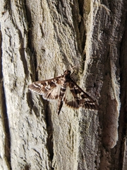 Nomophilini
