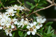Lasioglossum peraustrale