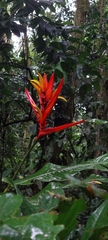 Heliconia mathiasiae