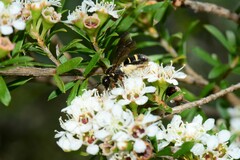 Lasioglossum peraustrale