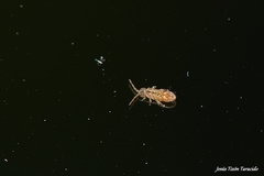 Isotomurus pseudopalustris