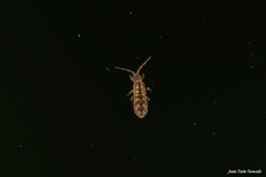 Isotomurus pseudopalustris
