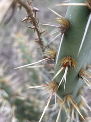Opuntia semispinosa