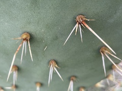 Opuntia semispinosa