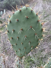 Opuntia semispinosa