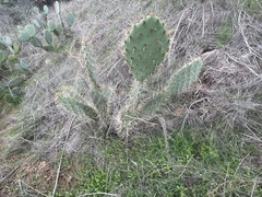Opuntia semispinosa