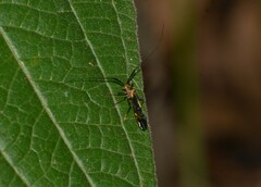 Thyrsophorinae