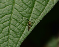 Thyrsophorinae