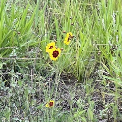 Coreopsis tinctoria