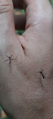 Aedes aegypti