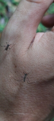 Aedes aegypti