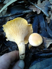 Cantharellus pallens