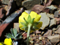 Potentilla nivea