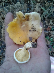 Cantharellus pallens