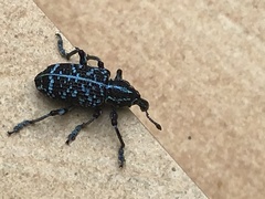 Chrysolopus spectabilis