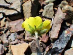 Potentilla nivea