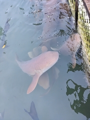 Ginglymostoma cirratum