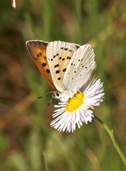 Tharsalea rubidus ferrisi