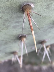 Opuntia semispinosa