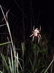 Acanthepeira