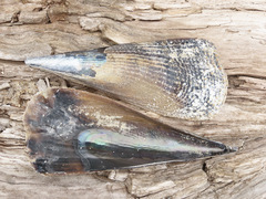 Atrina zelandica