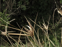 Cyperus ustulatus