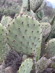 Opuntia semispinosa
