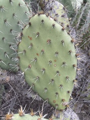 Opuntia semispinosa