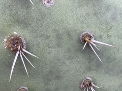 Opuntia semispinosa