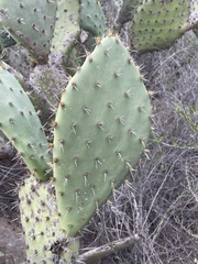 Opuntia semispinosa