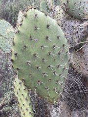 Opuntia semispinosa
