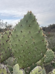 Opuntia semispinosa