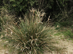 Cyperus ustulatus
