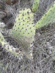 Opuntia semispinosa