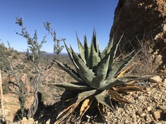 Agave simplex