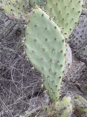 Opuntia semispinosa